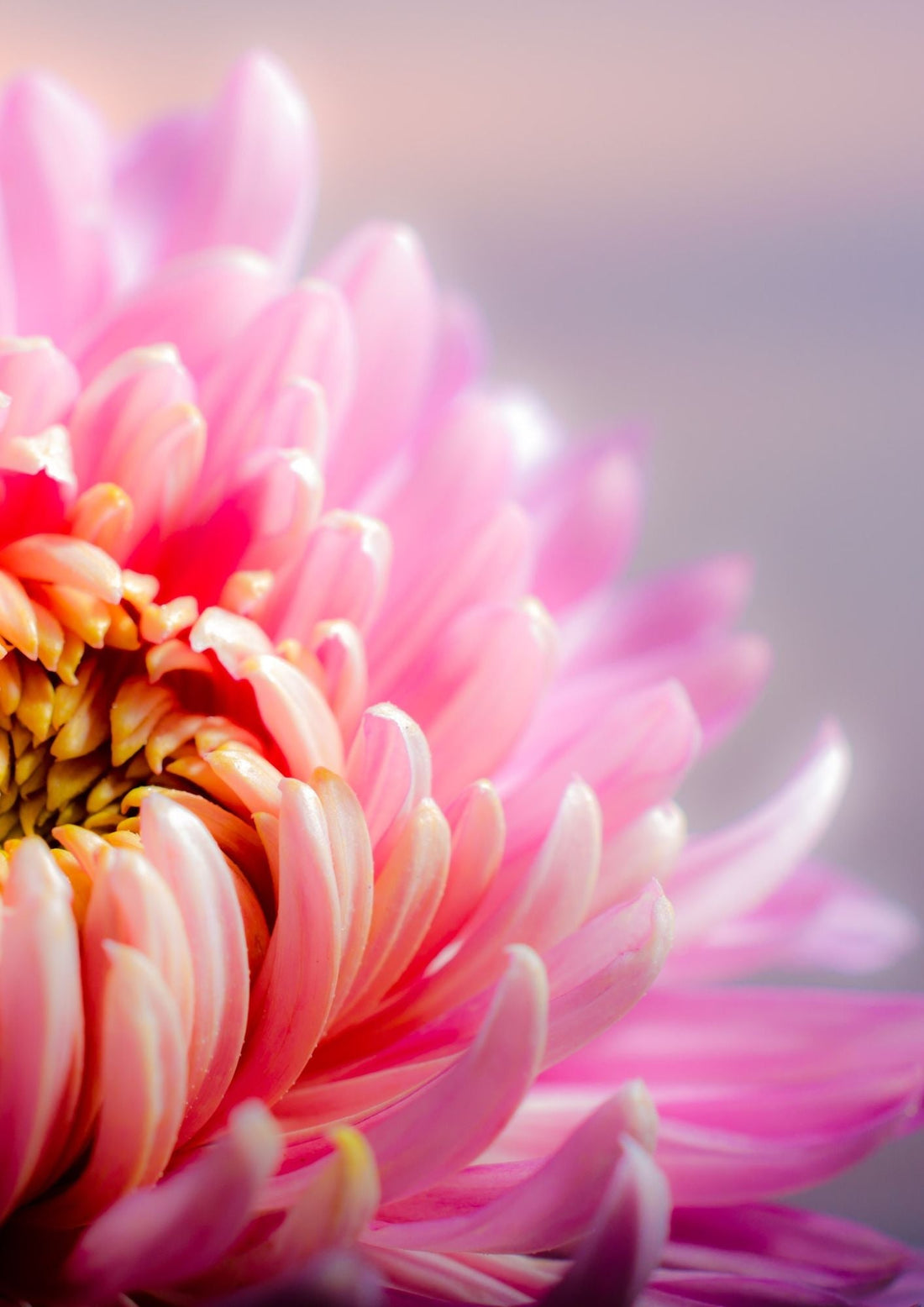 Which fresh cut flowers last longer?